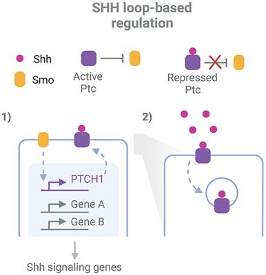 Mechanisms of robustness in gene regulatory networks involved in neural development